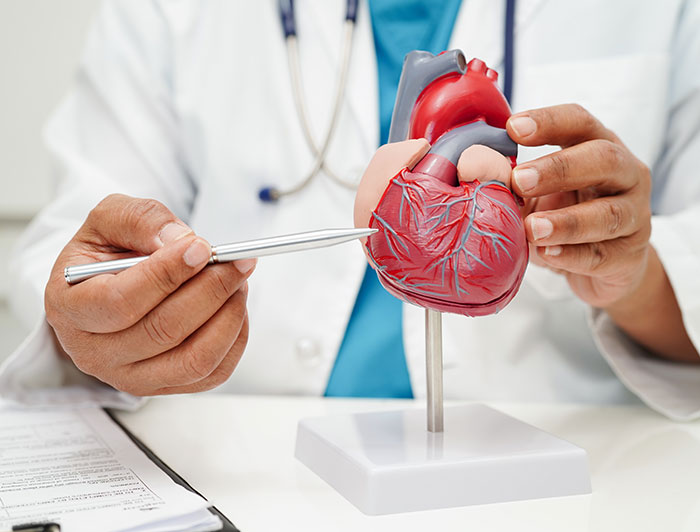 Hackensack Meridian Health. Stock closeup of a clinician pointing out parts of an anatomically correct model heart