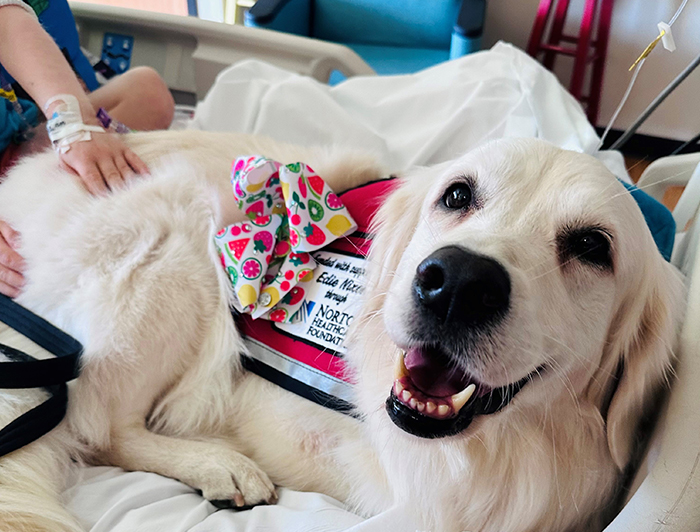 Norton Healthcare. Comfort pup Juno shown here curled up with a patient on a hospital bed.