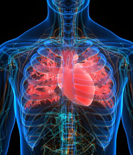 Kardigan. A scan of a human body with the cardiovascular system highlighted.