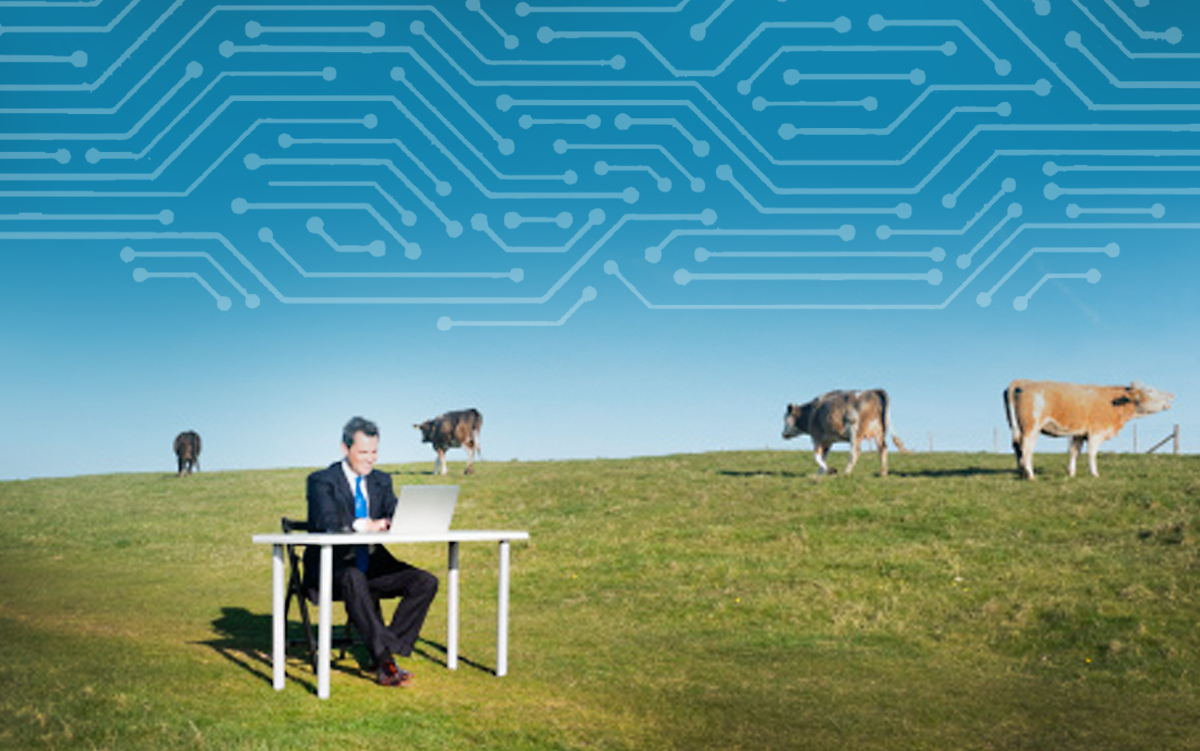 Rural Hospitals Move to Enhance Cybersecurity. A businessman in a suit is sitting at a desk and working on a laptop computer in the middle of a pasture where cows are feeding.