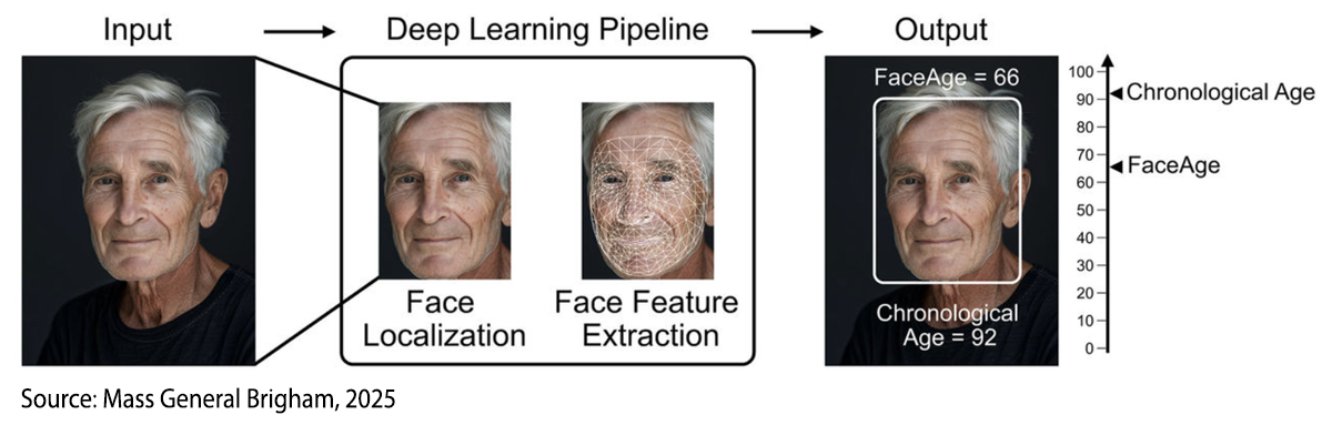 FaceAge algorithm selfie evaluation process. Input > Deep Learning Pipeline: Face Localization; Face Feature Extraction > Output: FaceAge; Chronological Age. Source: Mass General Brigham, 2025.