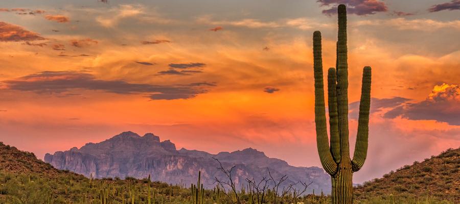 Sunset in the American West with a cactus in the foreground