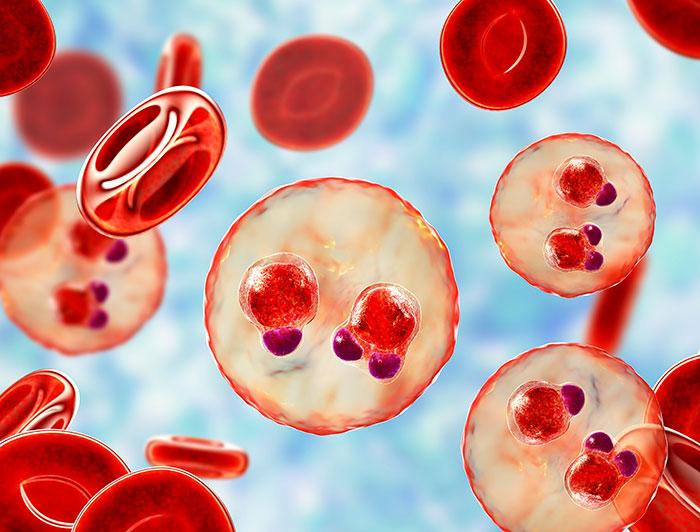 Blood cells magnified