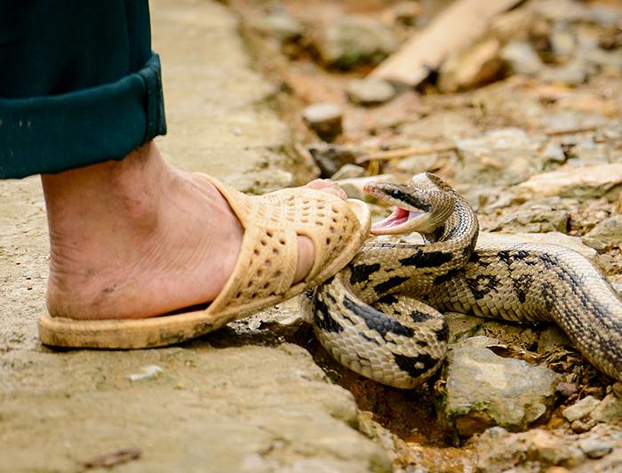Stock image of a sandaled foot next to a coiled snake about to strike