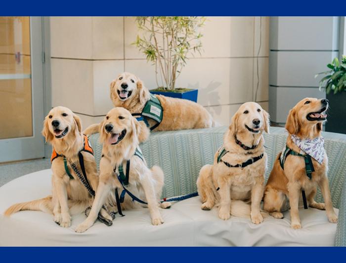 Children's Hospital of Oklahoma ‘Paws for Purpose’ dogs 