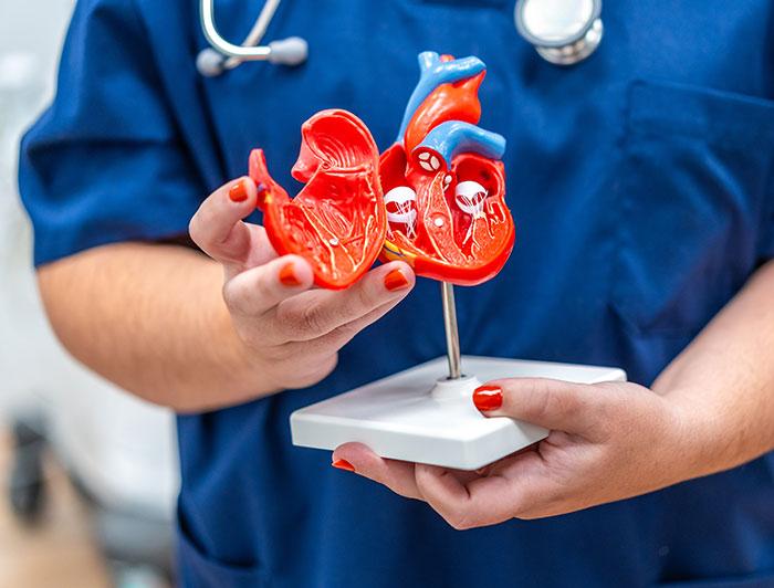 stock image of a female physician in scrubs holding an anatomically accurate model of the human heart