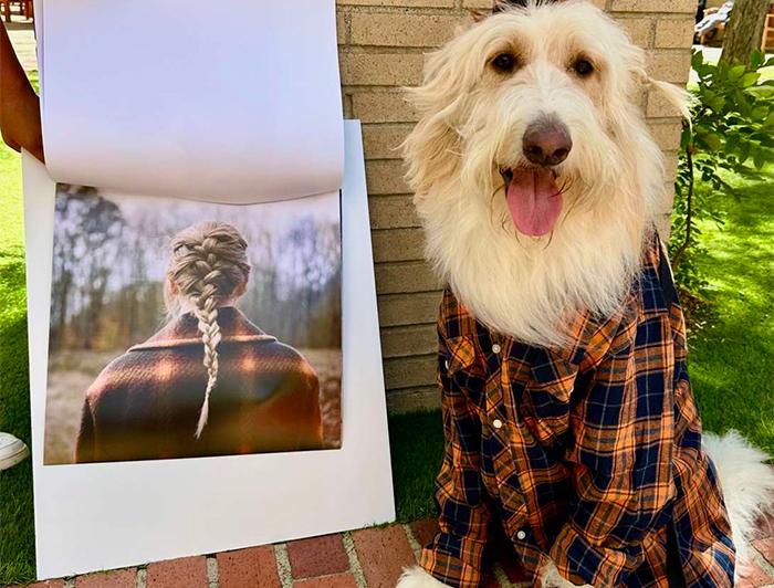A dog dressed in a flannel shirt based on a Taylor Swift album cover