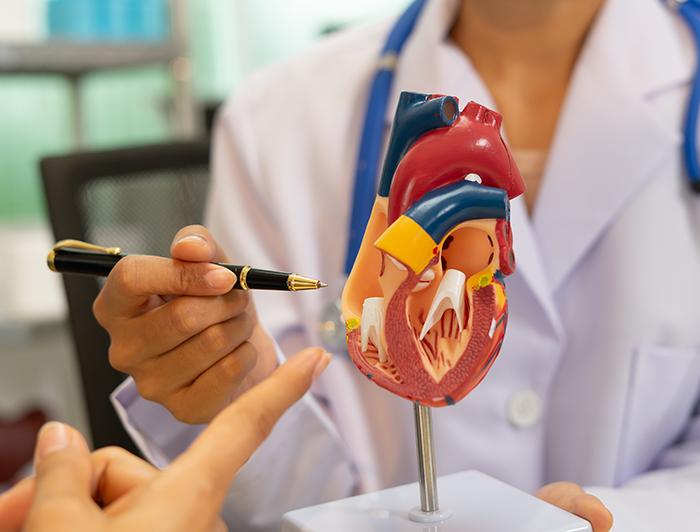 white-coated professionals point to an anatomically correct model of the human heart